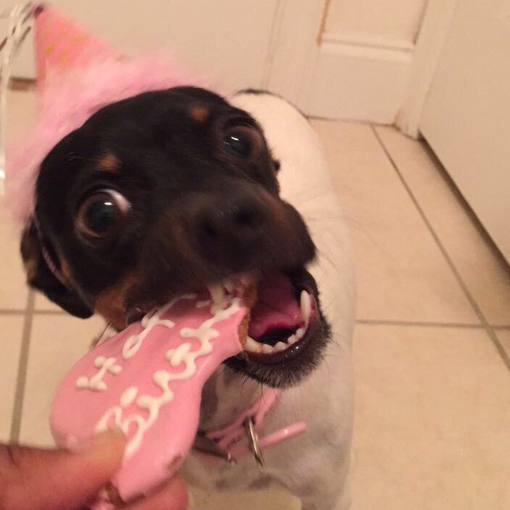 Meet your Posher, Josefina